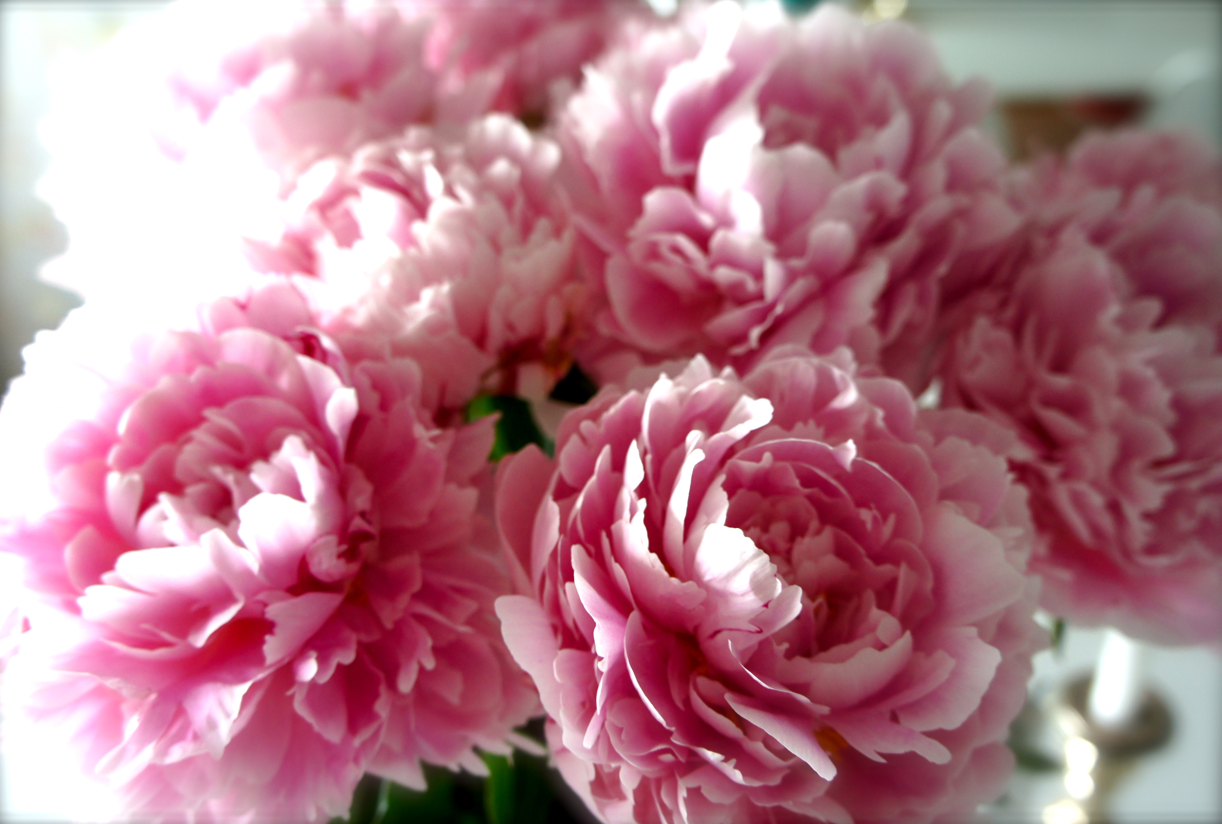peonie