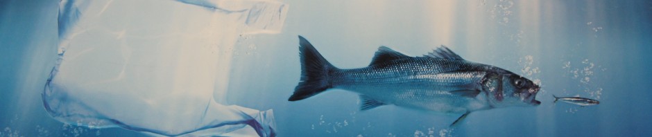 Una nuova specie