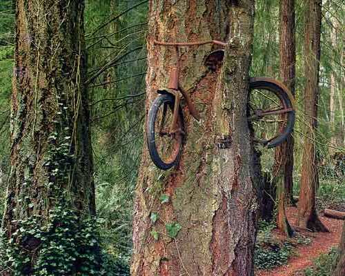 bike-in-tree