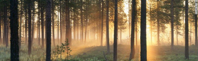 120430090854-midnight-sun-forest-sweden-lapland-horizontal-gallery