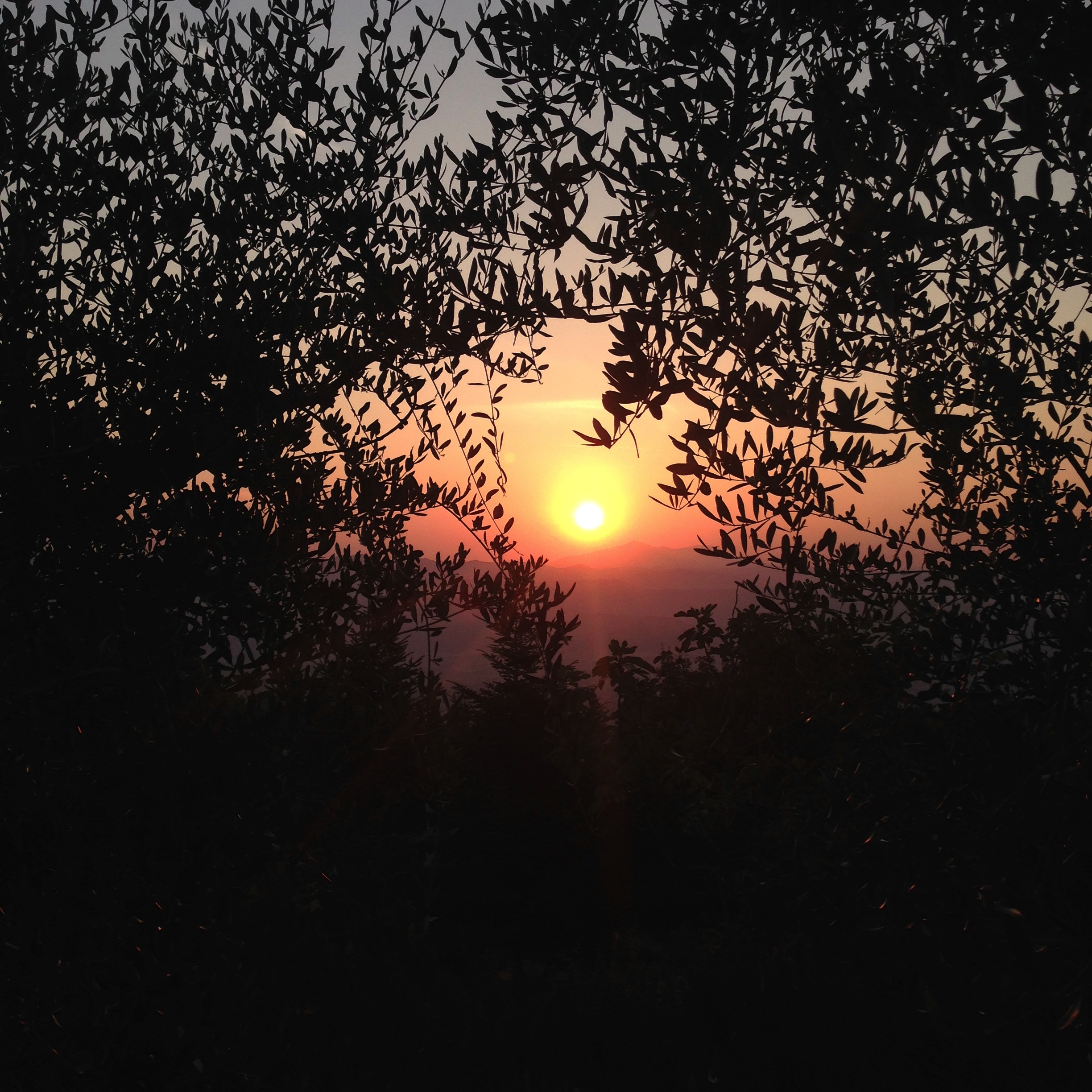 Immagine 1