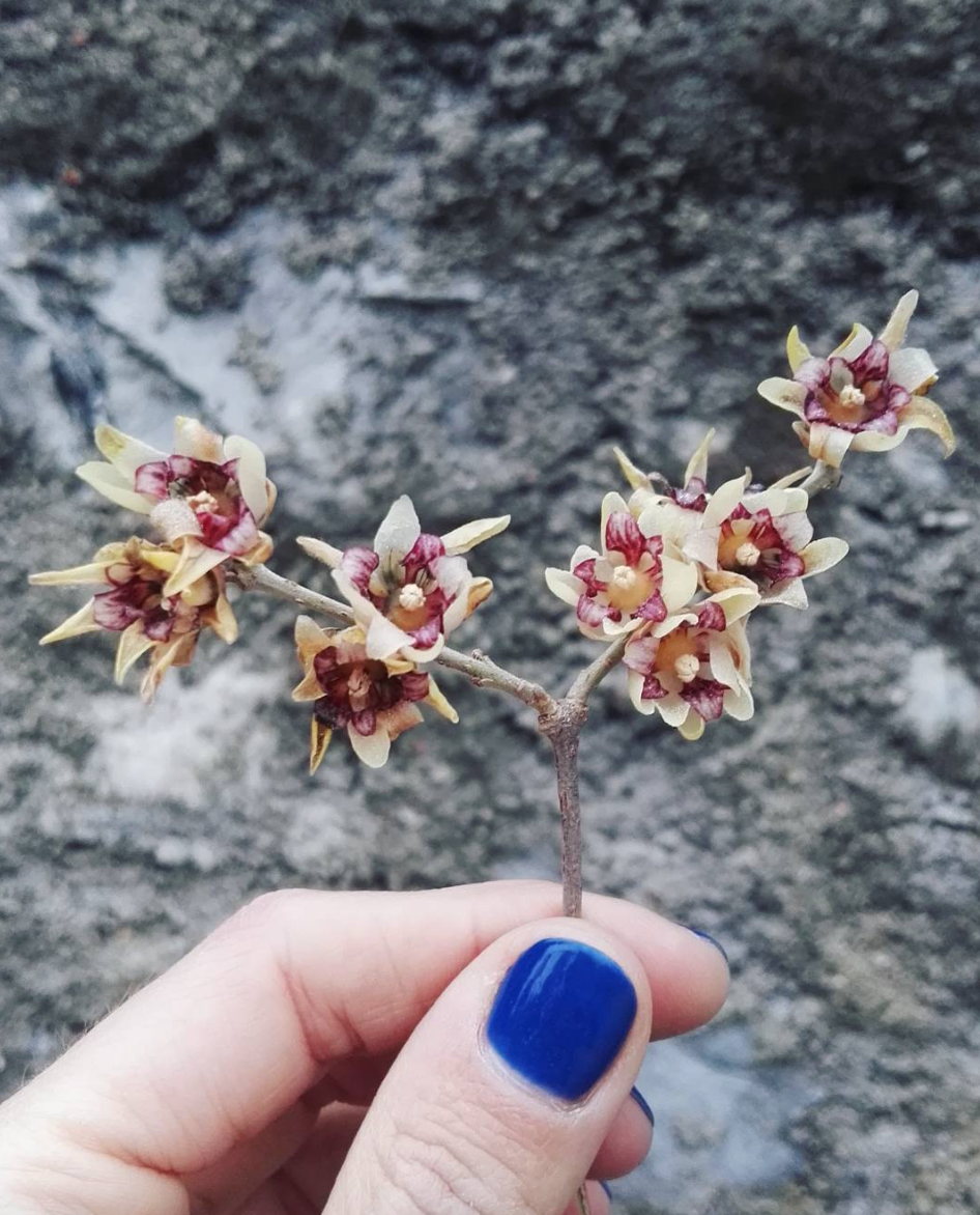 Screen Shot 2016-02-04 at 10.13.56